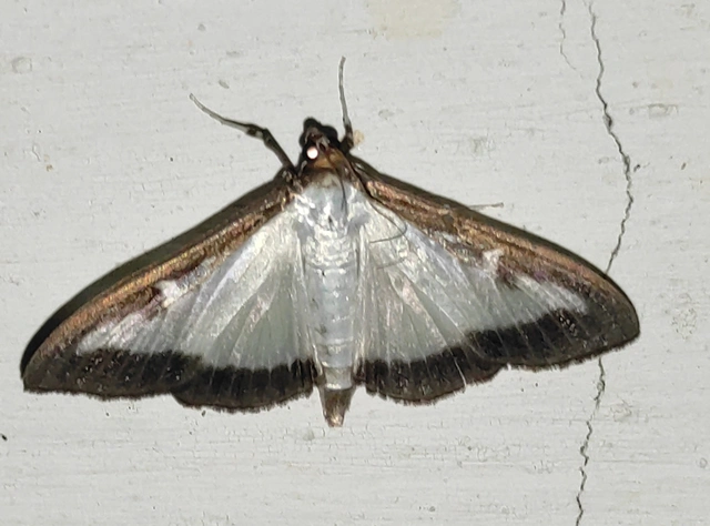 Cydalima perspectalis - puszpáng-tűzmoly