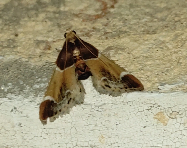 Pyralis farinalis - lisztilonca