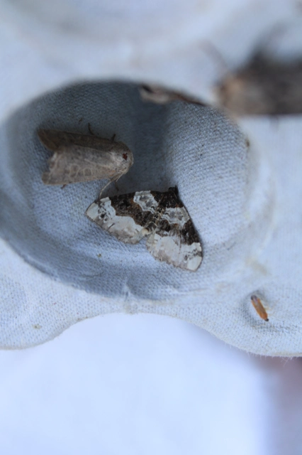 Cosmorhoe ocellata - szemes galajaraszoló