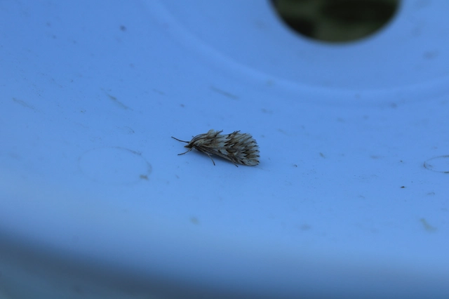 Cynaeda dentalis - gyakori ciframoly