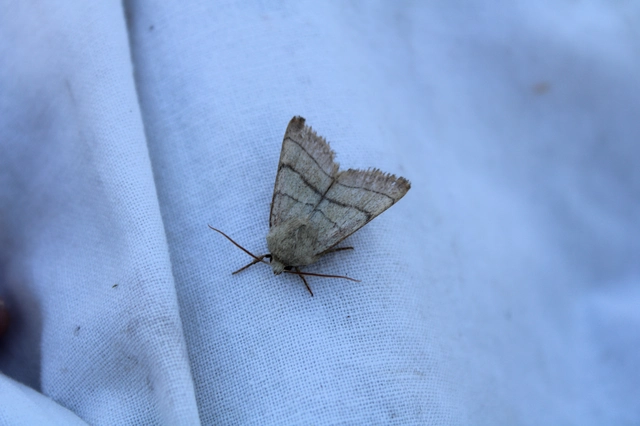 Charanyca trigrammica - háromsávos lombbagoly