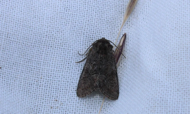 Oligia latruncula - fekete dudvabagoly