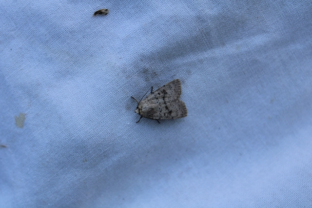 Hoplodrina respersa - bogáncs-selymesbagoly