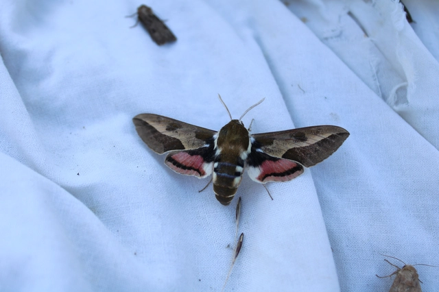 Hyles euphorbiae - kutyatejszender