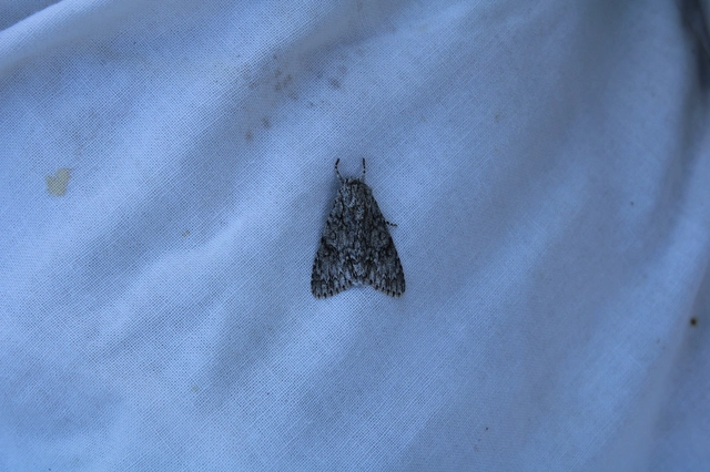 Acronicta aceris - vadgesztenye-szigonyosbagoly