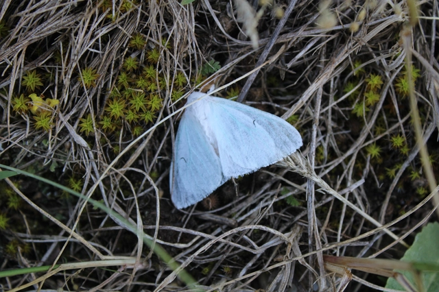 Arctornis l-nigrum - L-betűs gyapjaslepke