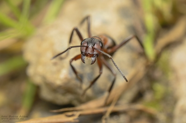 Formica sanguinea - vérvörös rablóhangya