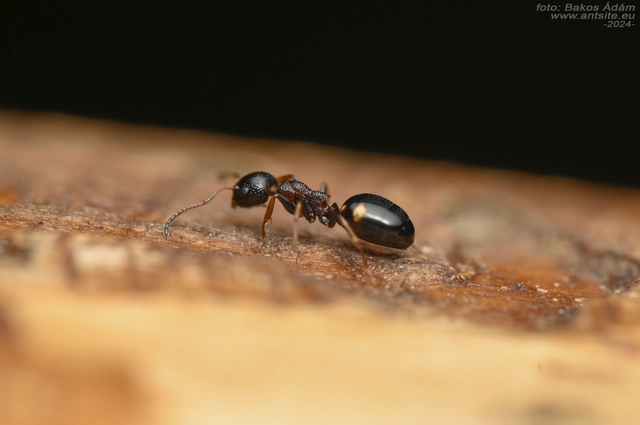 Dolichoderus quadripunctatus - négypettyes erdeihangya