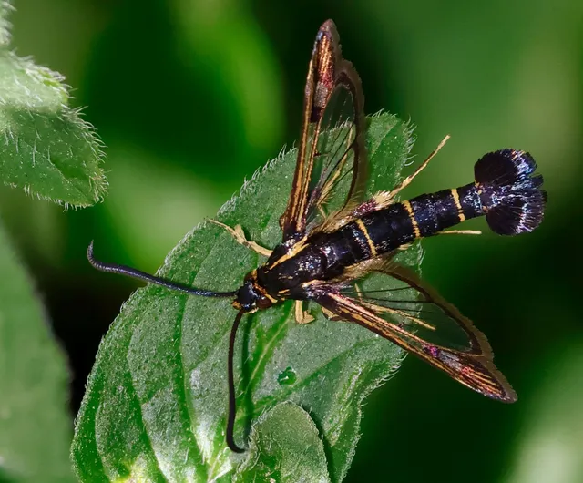 Sesiidae - szitkárfélék