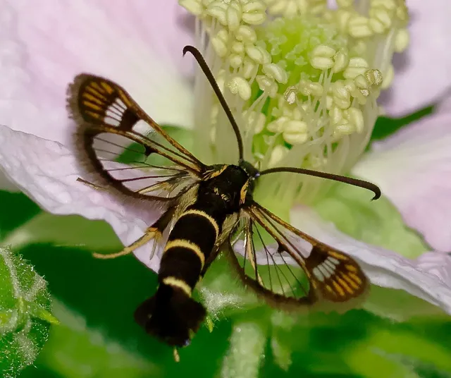 Sesiidae - szitkárfélék