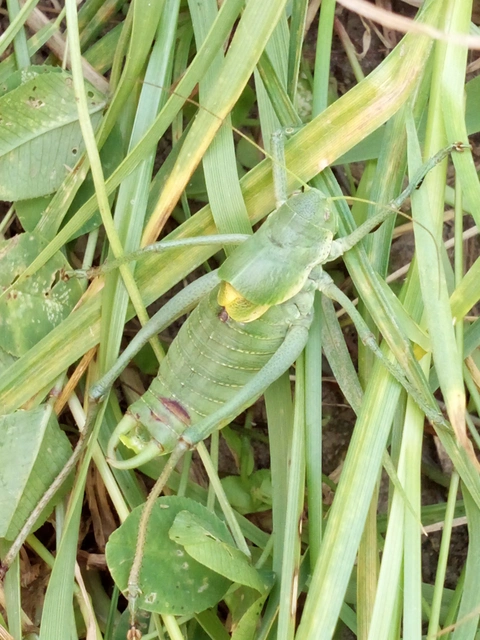 Polysarcus denticauda - fogasfarkú szöcske