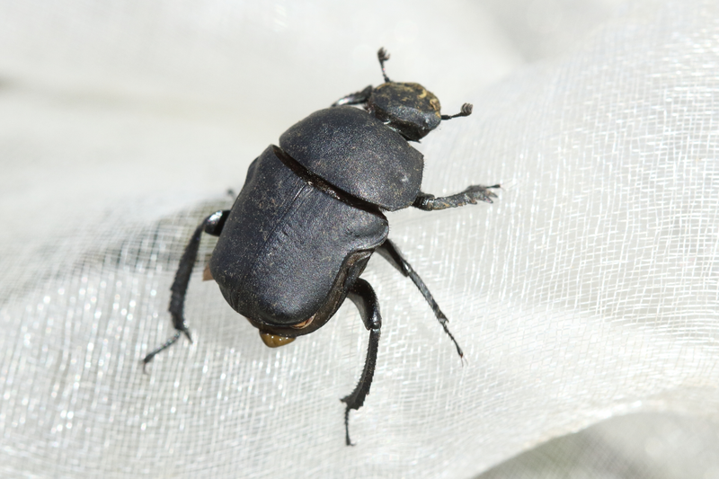 Gymnopleurus mopsus - pontusi törpegalacsinhajtó