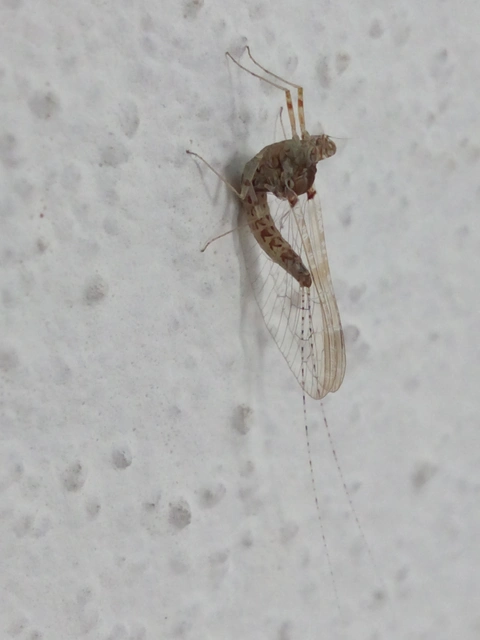 Cloeon dipterum - elevenszülő kérész