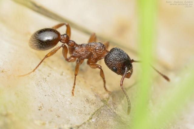 Myrmica schencki - kétszínű bütyköshangya