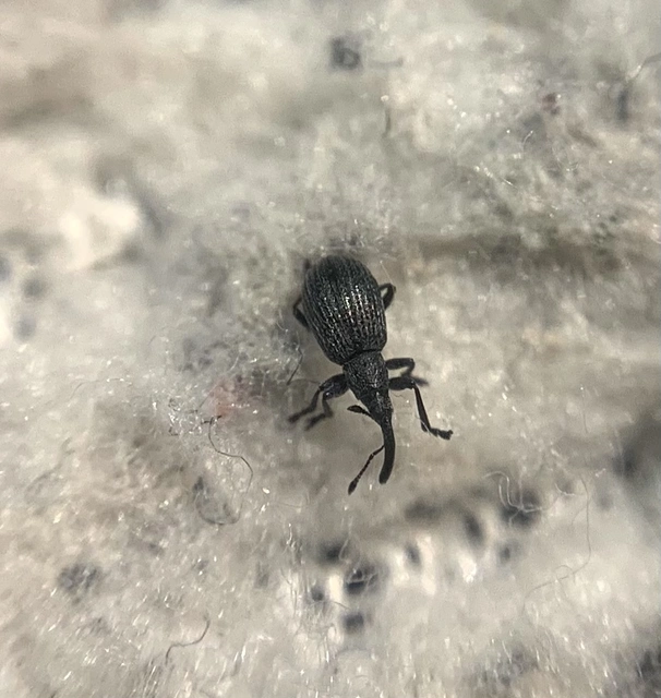 Ischnopterapion loti - szarvaskerep-cickányormányos