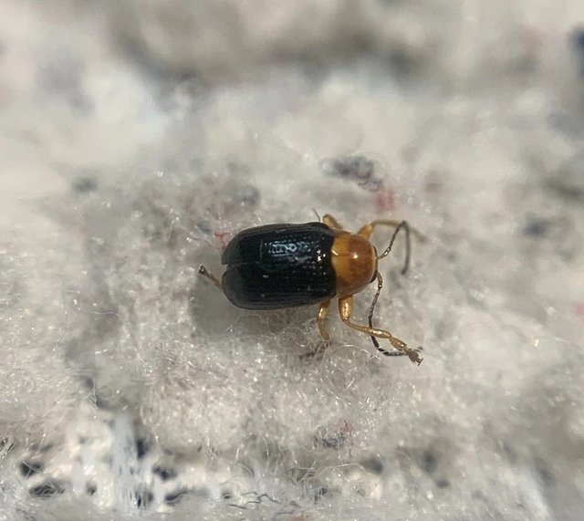 Cryptocephalus pusillus
