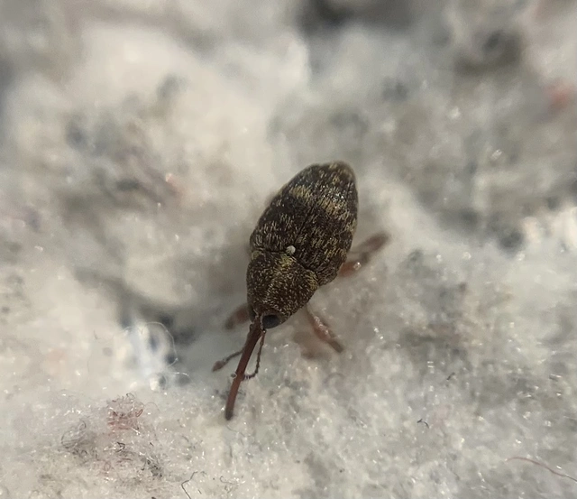 Curculio betulae - vöröses égerzsuzsóka