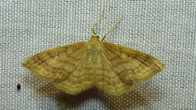 vörhenyes sávosaraszoló - Idaea rufaria