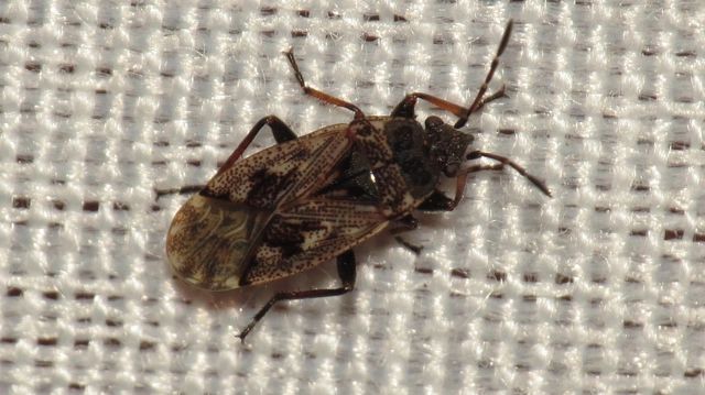 Sphragisticus nebulosus - foltos bodobács