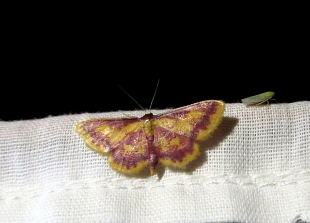 Idaea muricata - mocsári pirosaraszoló