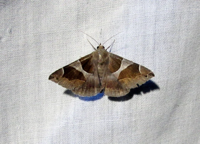 Dysgonia algira - déli porcelánbagoly
