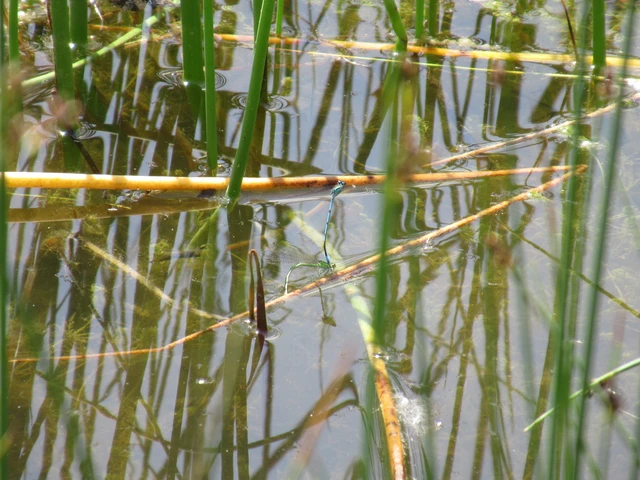 Coenagrion puella - azúrkék légivadász
