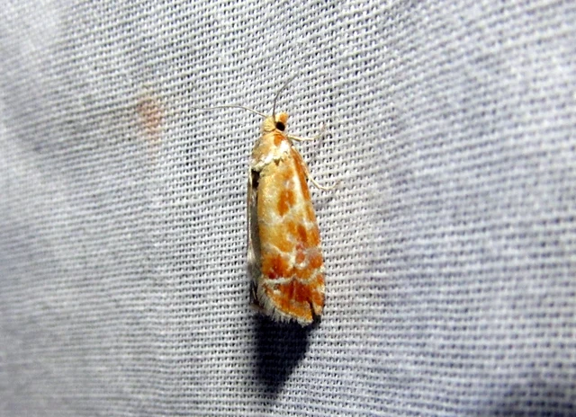 Rhyacionia