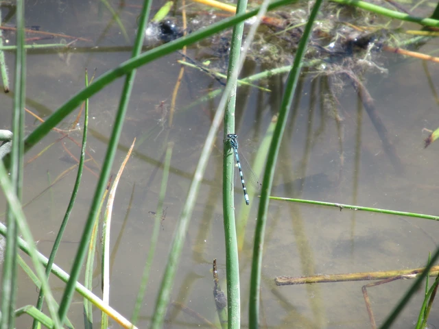 Coenagrion ornatum - díszes légivadász
