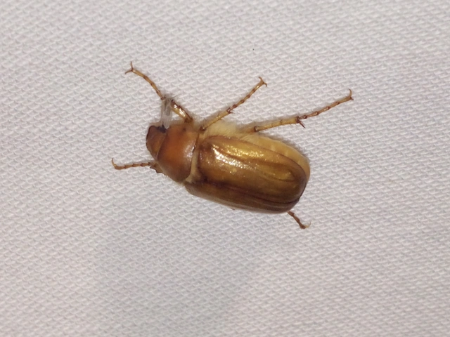 Amphimallon burmeisteri