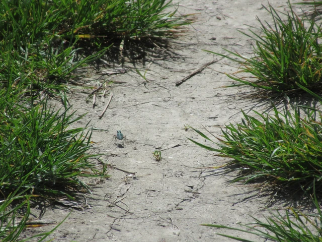 Cicindela campestris - mezei homokfutrinka