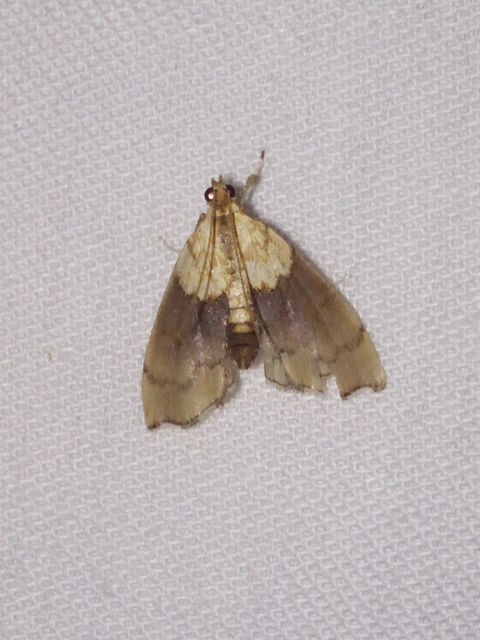Agrotera nemoralis - ligeti tűzmoly