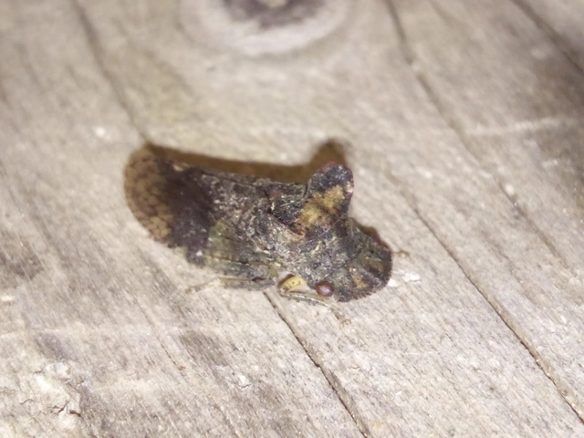 Ledra aurita - füleskabóca