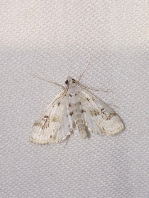 Parapoynx stratiotata - közönséges vízimoly