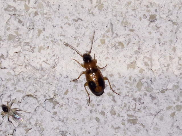Badister meridionalis - közönséges posványfutonc
