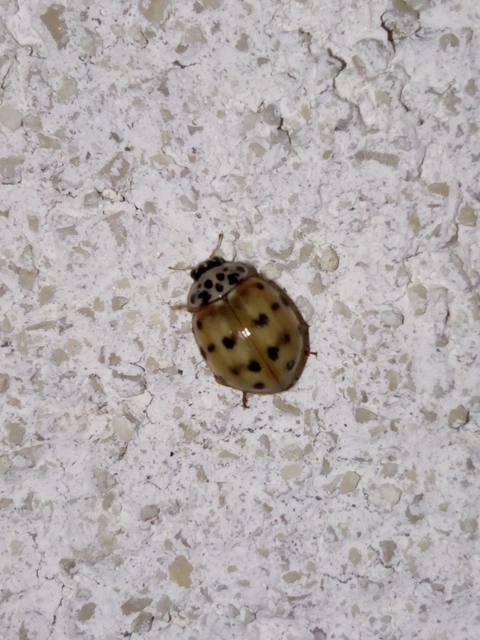 Harmonia quadripunctata - négypettyes katica