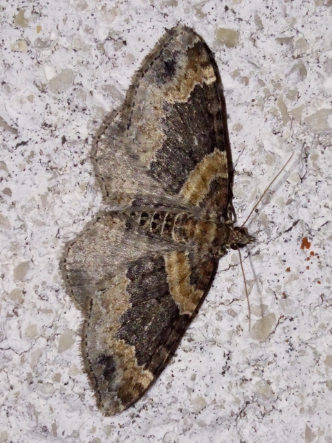 Xanthorhoe ferrugata - kerti tarkaaraszoló