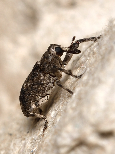 Gasterocercus depressirostris - laposorrú ormányos
