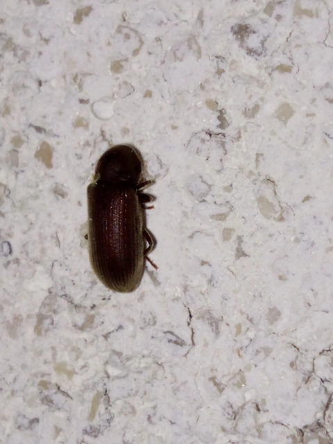 Ptinidae - tolvajbogarak