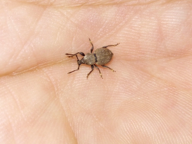 Otiorhynchus raucus - molyhos gyalogormányos