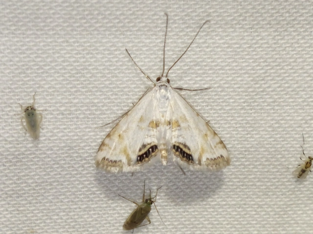 Cataclysta lemnata - békalencsemoly