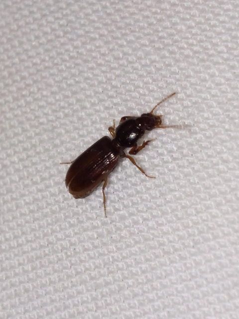 Clivina fossor - egyszínű vakondfutó