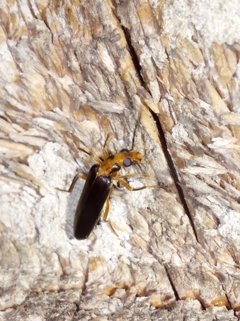 Nacerdes carniolica - karnóliai álcincér