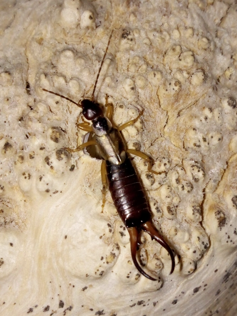 Forficula auricularia - közönséges fülbemászó