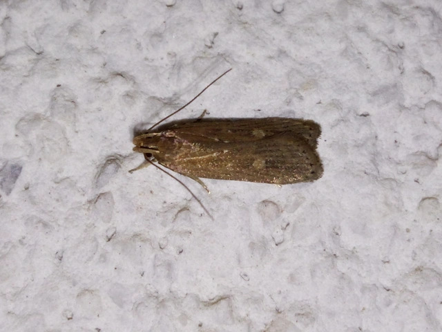 Helcystogramma triannulella - szuláksodró lápimoly