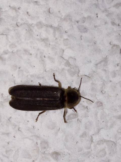 Lampyris noctiluca - nagy szentjánosbogár