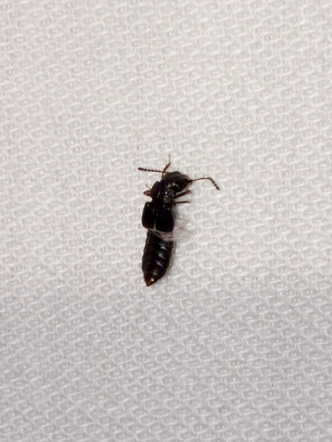 Anotylus