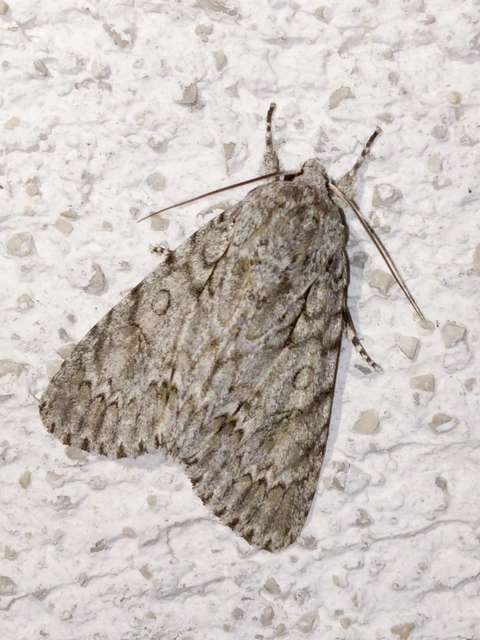 Acronicta aceris - vadgesztenye-szigonyosbagoly