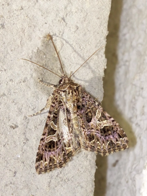 Sideridis rivularis - vörhenyes szegfűbagoly
