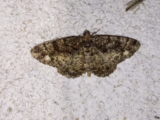 Parectropis similaria - barna zuzmóaraszoló