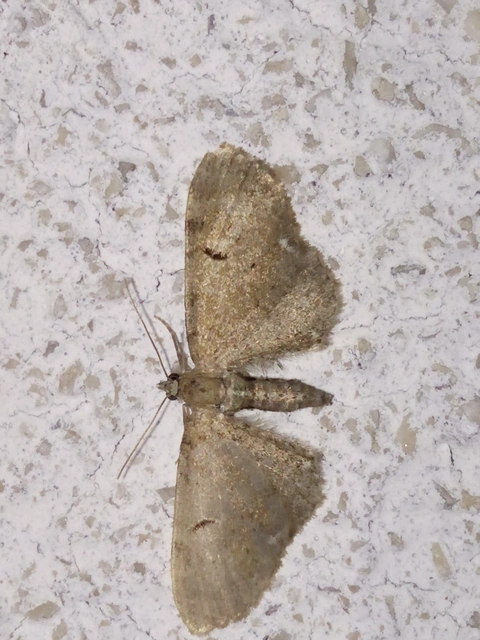 Eupithecia absinthiata - üröm-törpearaszoló